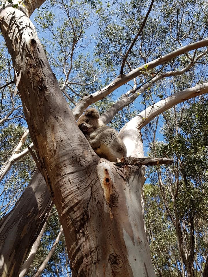 Sleeping koala on a tree