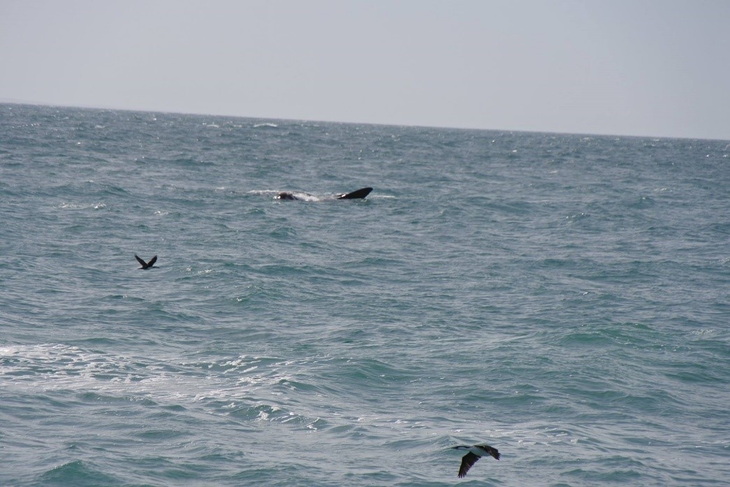 We were welcomed with the “dance” of a mother whale and her baby